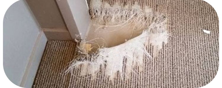 Best Carpet Repair Coburg